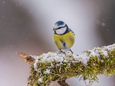 Blue Tit (Cyanistes caeruleus ) in winter time