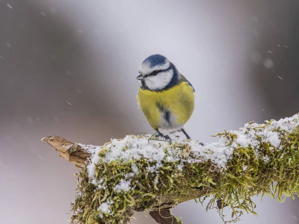 Blaumeisen Cyanistes Caeruleus Winter — Stockfoto