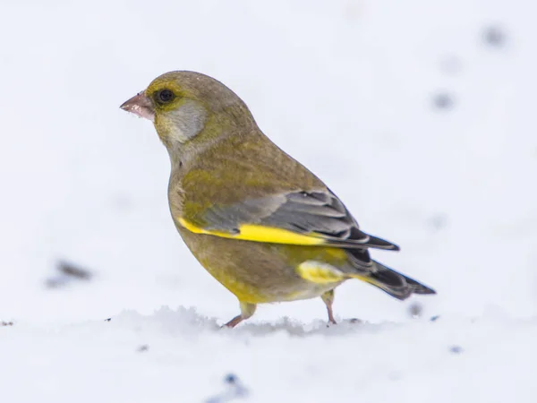 Αναμονή Ευρωπαϊκό Greenfinch Chloris Chloris Κατά Διάρκεια Της Πτώσης Χιονιού — Φωτογραφία Αρχείου