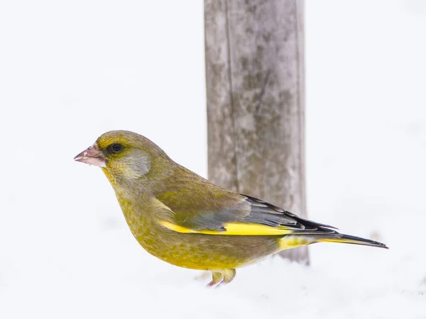 Αναμονή Ευρωπαϊκό Greenfinch Chloris Chloris Κατά Διάρκεια Της Πτώσης Χιονιού — Φωτογραφία Αρχείου