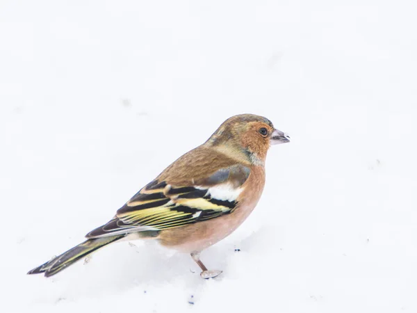 Chaffinch Fringilla Colebs Κατά Διάρκεια Του Χειμώνα — Φωτογραφία Αρχείου