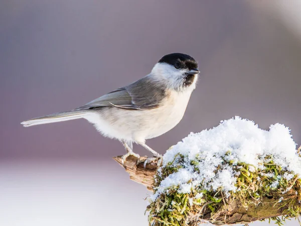 Small bird, Marsh Tit Poecile palustris in winter.