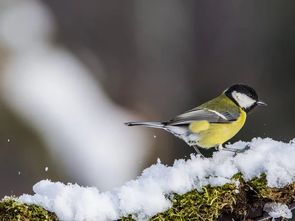 Kohlmeise Parus Major Winter Auf Zweig — Stockfoto