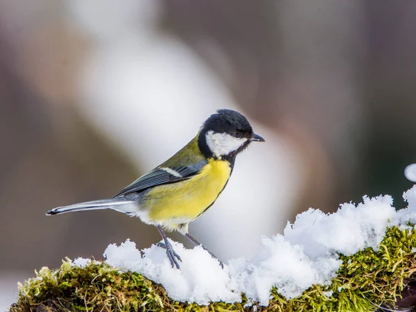 Kohlmeise Parus Major Winter Auf Zweig — Stockfoto