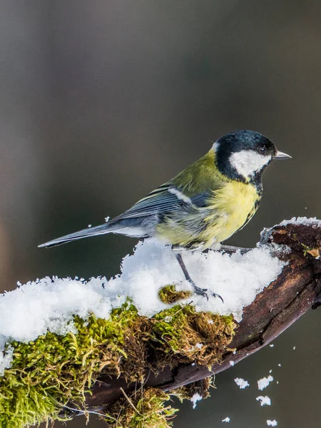 Great Tit Parus Major Branch Winter Time — Stock fotografie