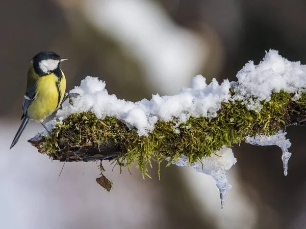 Kohlmeise Parus Major Winter Auf Zweig — Stockfoto