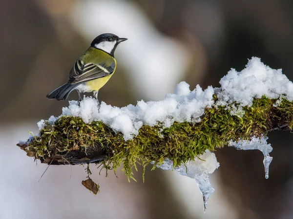 Kohlmeise Parus Major Winter Auf Zweig — Stockfoto