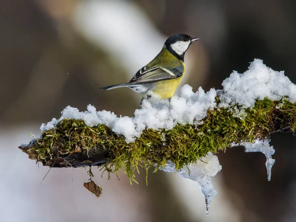 Great Tit Parus Major Branch Winter Time — Stock fotografie