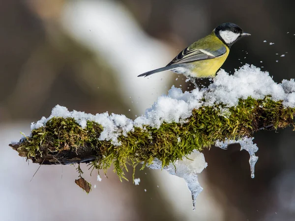 Kohlmeise Parus Major Winter Auf Zweig — Stockfoto