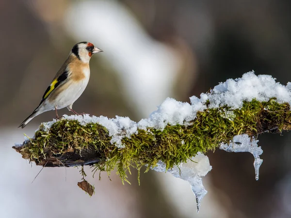 Stieglitz Carduelis Carduelis Auf Ast — Stockfoto