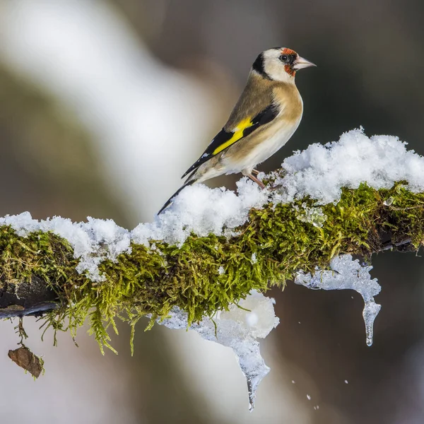 Goldfinch Carduelis Carduelis Στον Κλάδο — Φωτογραφία Αρχείου