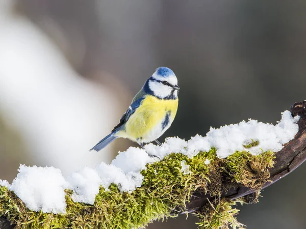 Blaumeisen Cyanistes Caeruleus Winter — Stockfoto