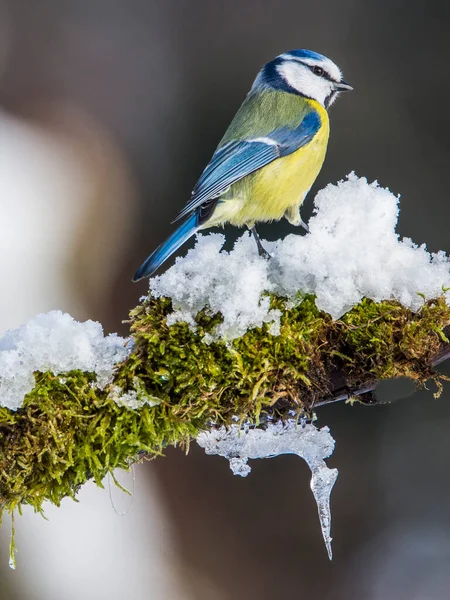 Blue Tit Cyanistes Caeruleus Winter Time — Stock fotografie