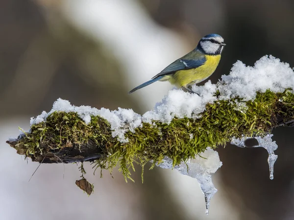 Blue Tit Cyanistes Caeruleus Winter Time — Stock fotografie