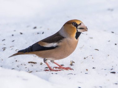 Hawfinch, Coccothraustes Cocothraustes kış zamanı