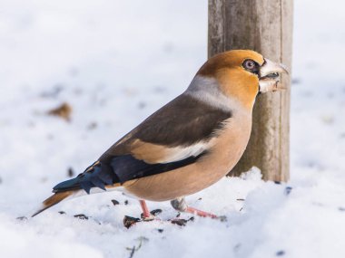 Hawfinch, Coccothraustes Cocothraustes kış zamanı