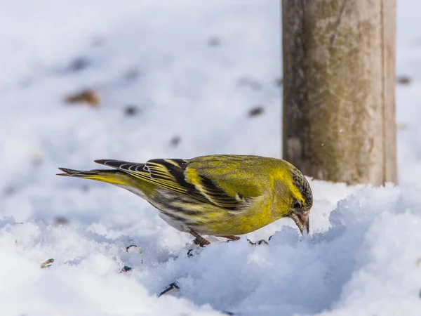 Der Eurasische Zeisig Spinus Spinus Zur Winterzeit — Stockfoto