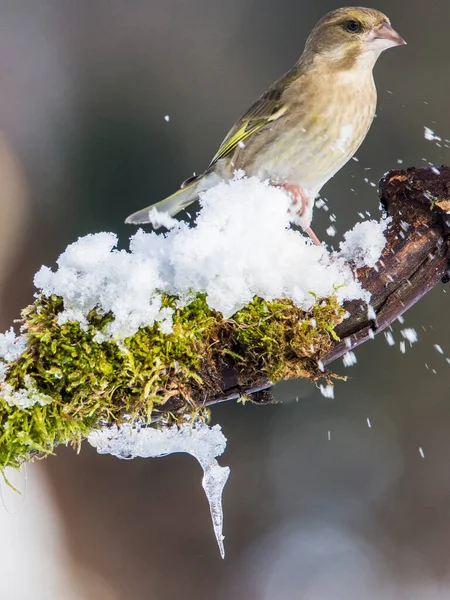 Αναμονή Ευρωπαϊκό Greenfinch Chloris Chloris Κατά Διάρκεια Του Χειμώνα — Φωτογραφία Αρχείου