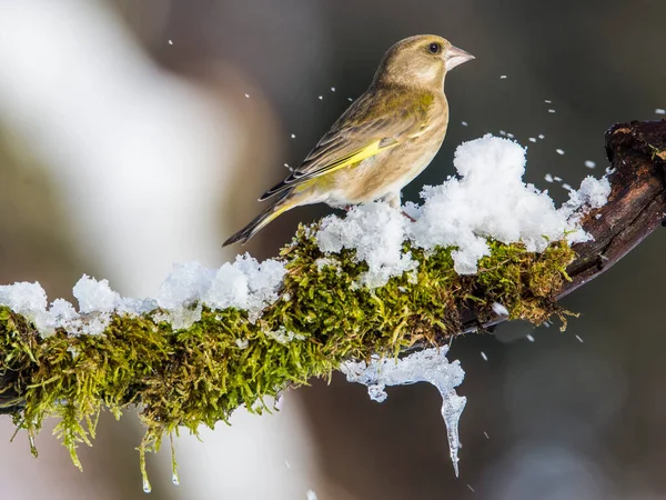 Αναμονή Ευρωπαϊκό Greenfinch Chloris Chloris Κατά Διάρκεια Του Χειμώνα — Φωτογραφία Αρχείου