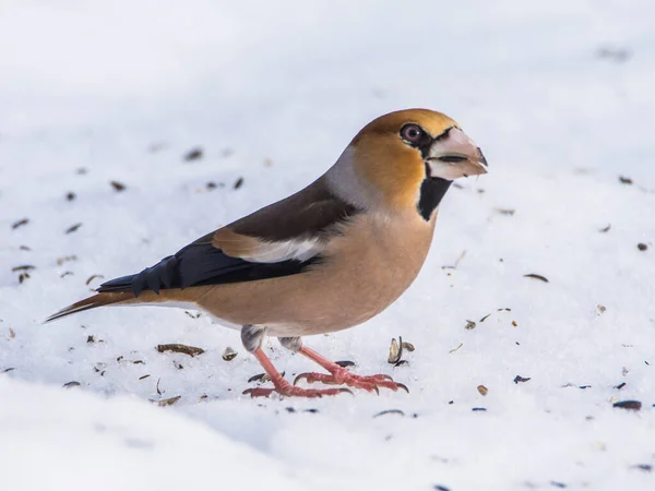 Hawfinch Coccothraustes Coccothraustes Durante Invierno — Foto de Stock