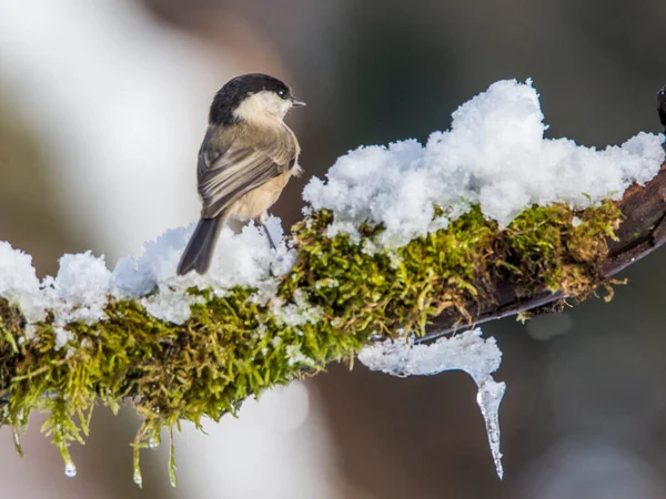 Pasăre Mică Marsh Tit Poecile Palustris Timpul Iernii — Fotografie, imagine de stoc