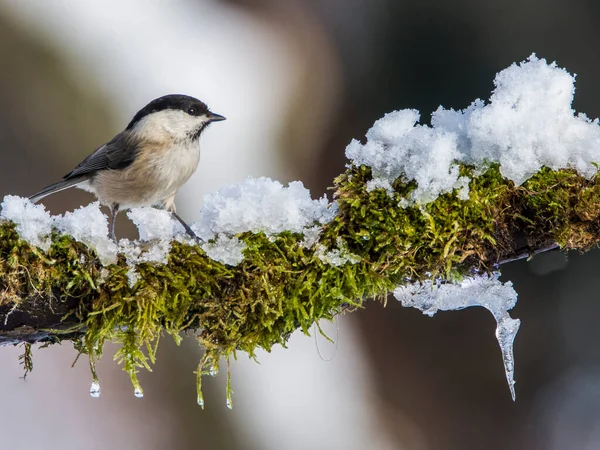 Kleiner Vogel Sumpfmeise Poecile Palustris Winter — Stockfoto