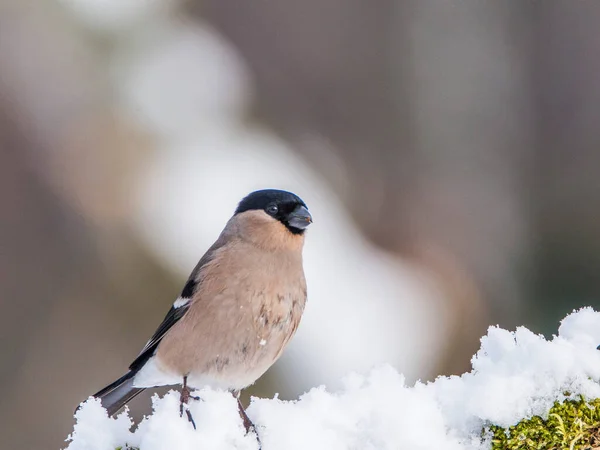 Bullfinch Pyrrhula Pyrhula Tiempo Invierno Sucio Cuech — Foto de Stock