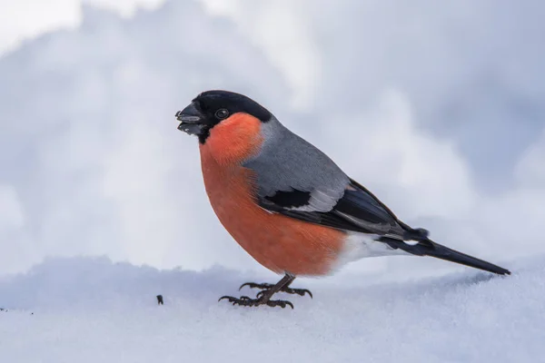 Gimpel Pyrrhula Pyrrhula Winterzeit Cuech — Stockfoto