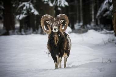 Çek Cumhuriyeti 'nin karlı topraklarında Mouflon.