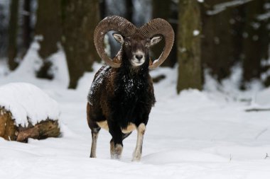 Çek Cumhuriyeti 'nin karlı topraklarında Mouflon.