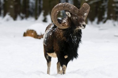 Çek Cumhuriyeti 'nin karlı topraklarında Mouflon.