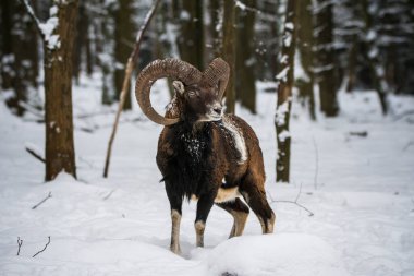 Çek Cumhuriyeti 'nin karlı topraklarında Mouflon.