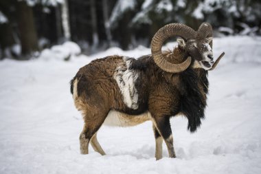 Çek Cumhuriyeti 'nin karlı topraklarında Mouflon.