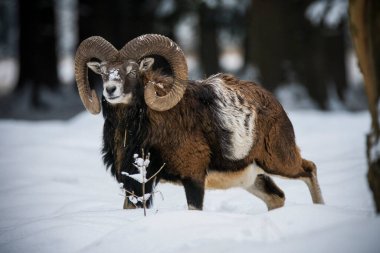 Çek Cumhuriyeti 'nin karlı topraklarında Mouflon.