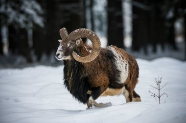 Çek Cumhuriyeti 'nin karlı topraklarında Mouflon.