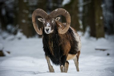 Çek Cumhuriyeti 'nin karlı topraklarında Mouflon.