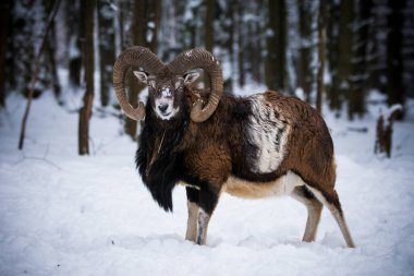 Çek Cumhuriyeti 'nin karlı topraklarında Mouflon.