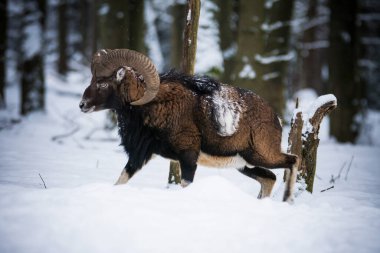Çek Cumhuriyeti 'nin karlı topraklarında Mouflon.
