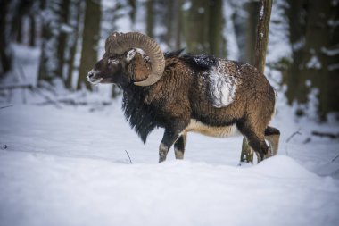 Çek Cumhuriyeti 'nin karlı topraklarında Mouflon.