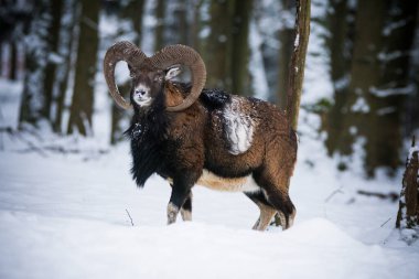 Çek Cumhuriyeti 'nin karlı topraklarında Mouflon.