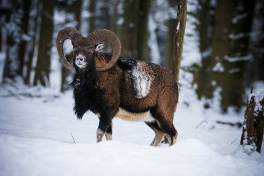 Çek Cumhuriyeti 'nin karlı topraklarında Mouflon.