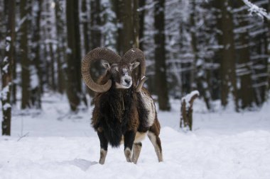 Çek Cumhuriyeti 'nin karlı topraklarında Mouflon.