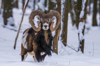 Çek Cumhuriyeti 'nin karlı topraklarında Mouflon.