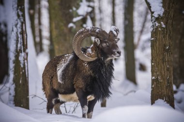 Çek Cumhuriyeti 'nin karlı topraklarında Mouflon.