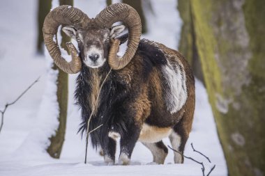 Çek Cumhuriyeti 'nin karlı topraklarında Mouflon.