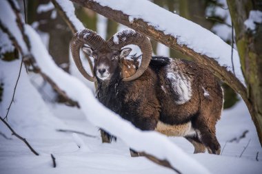 Çek Cumhuriyeti 'nin karlı topraklarında Mouflon.