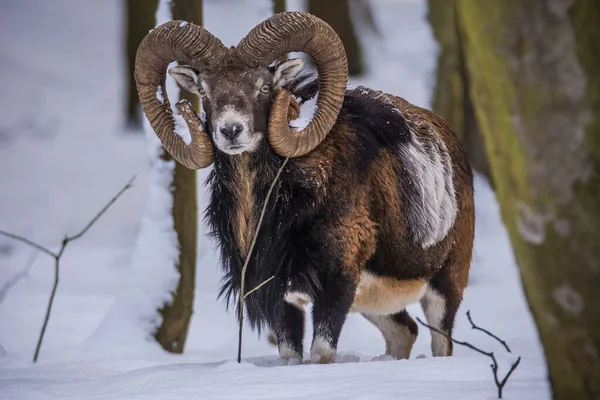 Çek Cumhuriyeti 'nin karlı topraklarında Mouflon.