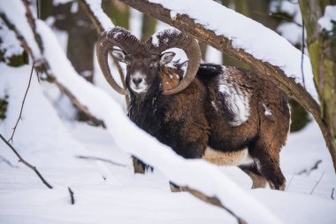 Çek Cumhuriyeti 'nin karlı topraklarında Mouflon.