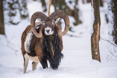 Çek Cumhuriyeti 'nin karlı topraklarında Mouflon.