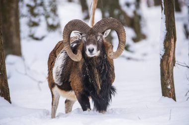 Çek Cumhuriyeti 'nin karlı topraklarında Mouflon.